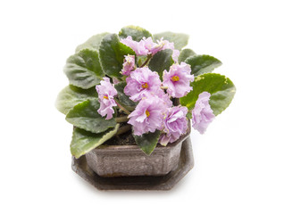 Blossoming violet isolated on white background