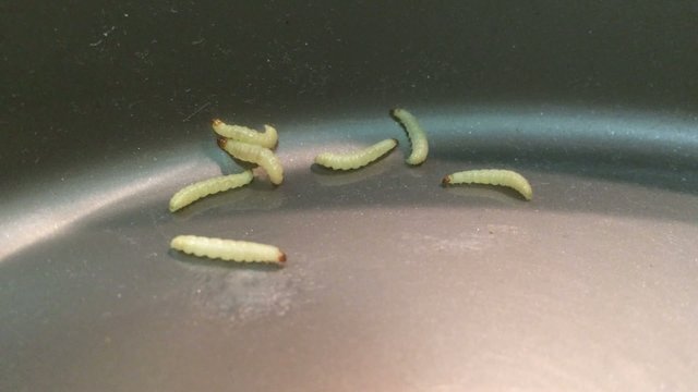 The crawling worms