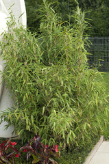 Fototapeta premium Bambus, Grabbepflanzung; Randbepflanzung,