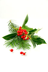 Ilex - Beeren und Tannenzweig