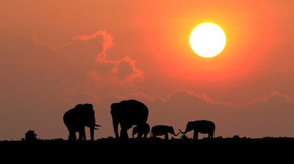 Silhouette elephant over sunset.