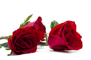 Red rose on white background
