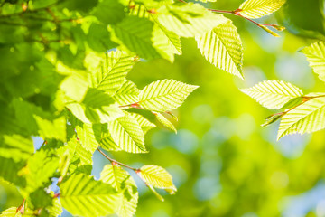Fresh spring leaves