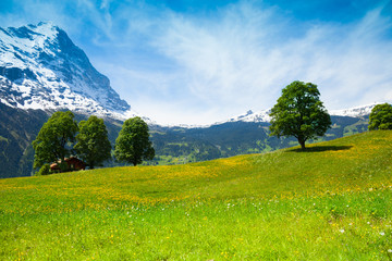 Summer nature landscape near Alps