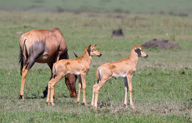 Antilope mit Kindern