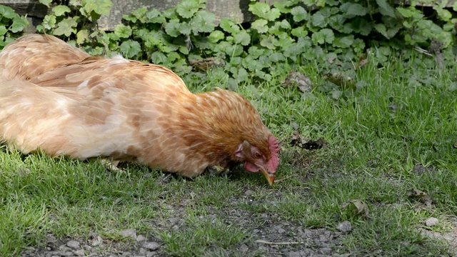 Huhn auf der Wiese