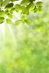 Acrylglasbilder Frühling 326 © K.-U. Häßler