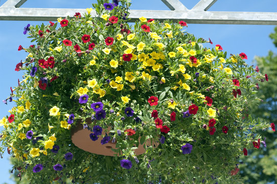 Petunie, Pitunia, Calibrachoa, Carillon