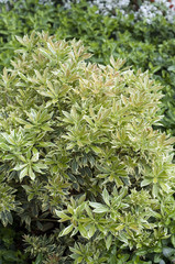 Pieris japonica, Variegata, Weissbuntes, Schattengloeckchen,
