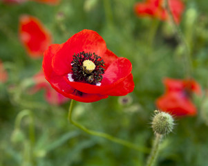 flowers of poppy