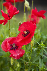 Fototapeta premium flower of poppy