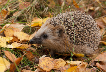 European hedgehog in autumn forest 