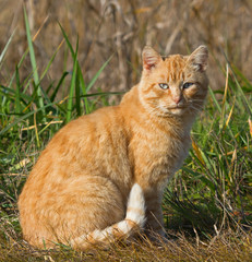 Naklejka na ściany i meble Red cat in grass