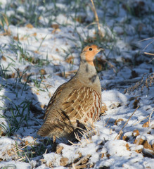 Grey partridge