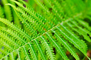 fern