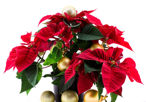 Christmas Star Flower On A White Background