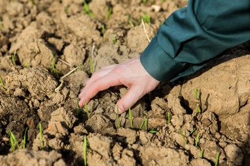 Hand of a farmer checking earth