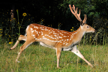Spotted deer.