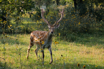 Spotted deer.