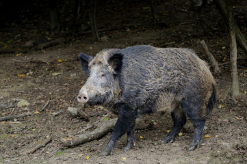 Boar.