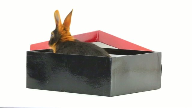 rabbit in a black box