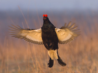 Black Grouse in flight