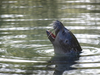 Fototapeta premium Seehund
