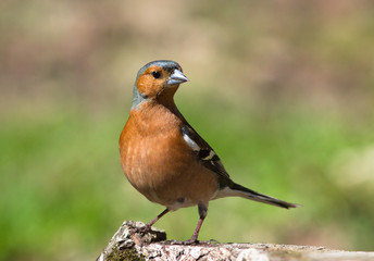 Common Chaffinch on stump