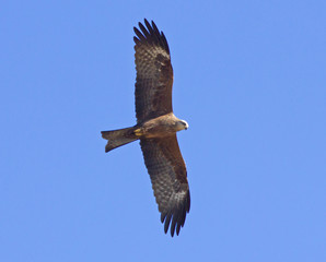Red kite in flight