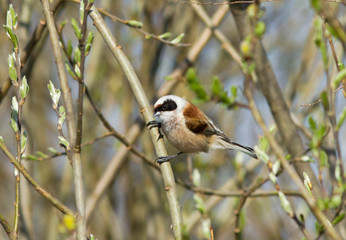 Eurasian Penduline Tit on the branch 