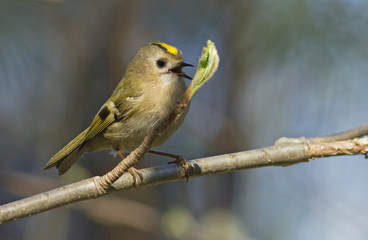 Singing goldcrest on the branch 