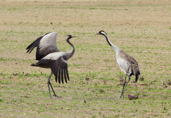 Obraz na płótnie Canvas Common cranes 