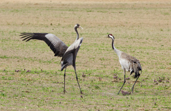 Common cranes 