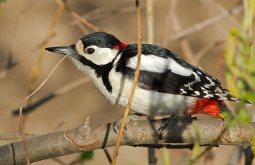 Great Spotted Woodpecker 