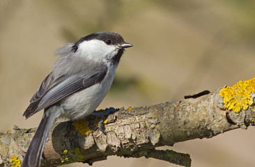 Willow Tit on the branch 