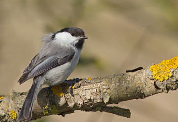 Willow Tit on the branch 