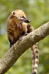 South American Coati on branch