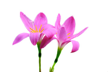 rain lily pink flowers