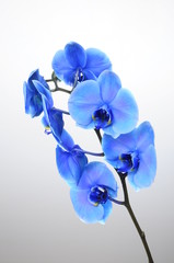 Obraz na płótnie Canvas Blue flower orchid