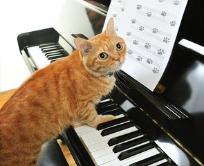 A yellow cute cat playing the piano © amenic181