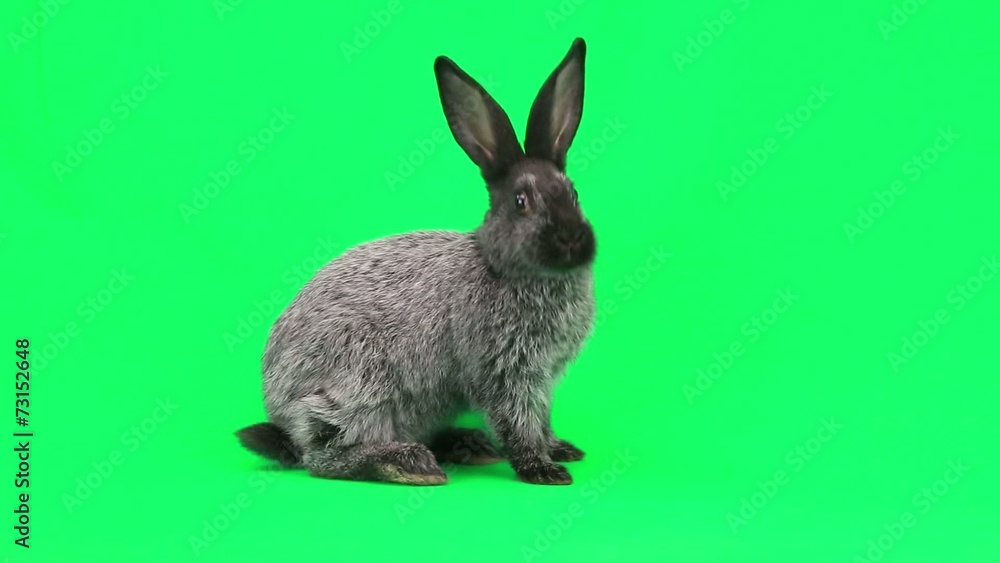 Canvas Prints Rabbit on green screen