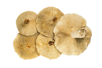 Forest Mushrooms Isolated On White Background