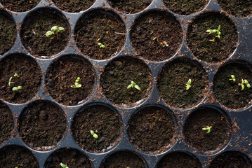 Seedling