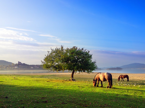 Horses near Nanclares de Gamboa