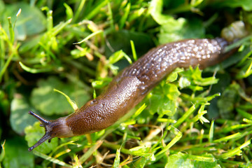 Slug