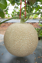 Netted melon crop