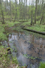 Schlaube im Wald