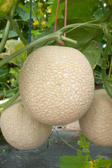 Netted melon crop