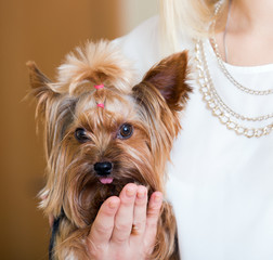 Funny Yorkshire Terrier on  hands