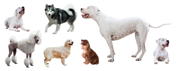 Set of Dogo Argentino and other dogs